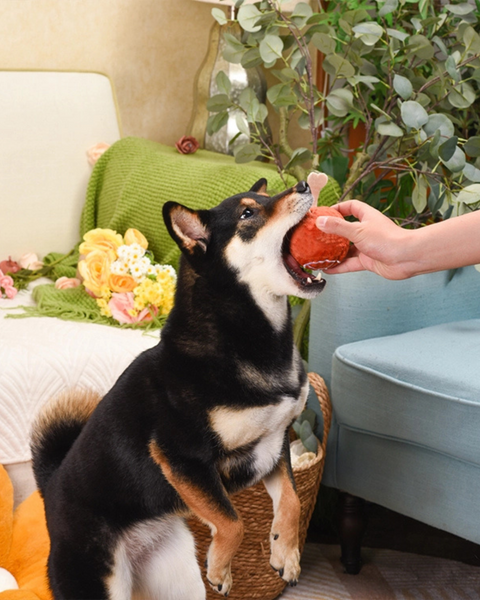 2-in-1 Squeaky Turkey Leg Dog Ball