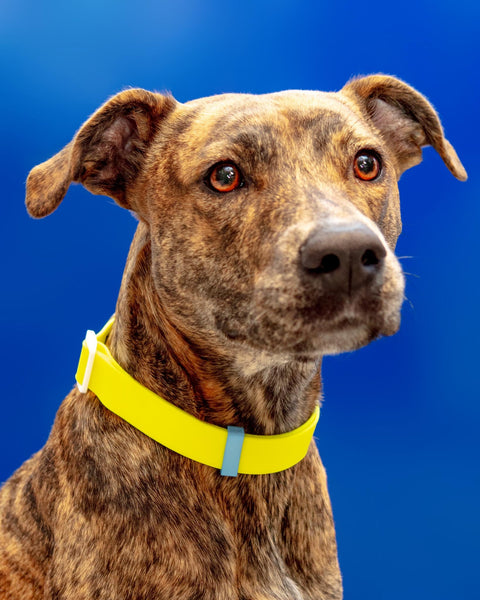 A Walk in the Park Dog Collar in Neon Yellow (Made in the USA)