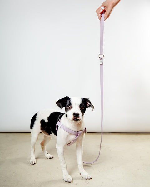 A Walk in the Park Dog Leash in Lilac (Made in the USA)