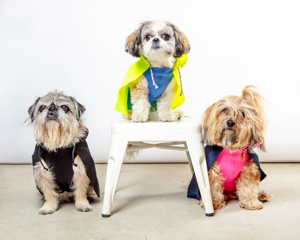 Action Jacket Dog Pull-On Raincoat in Safety Yellow + Blue (Made in NYC)
